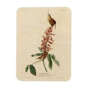 Underbar Carolina Wren - Audubon's Birds of Americ Magnet