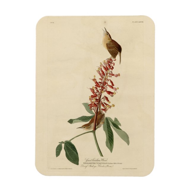 Underbar Carolina Wren - Audubon's Birds of Americ Magnet (Vertikal)