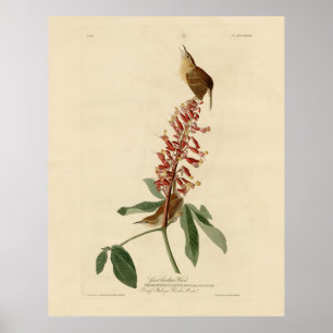 Underbar Carolina Wren - Audubon's Birds of Americ Poster