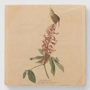 Underbar Carolina Wren - Audubon's Birds of Americ Stenunderlägg