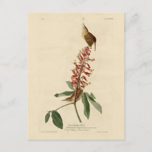 Underbar Carolina Wren - Audubon's Birds of Americ Vykort