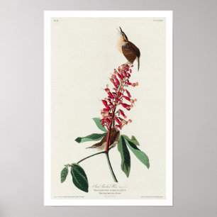 Underbar Carolina Wren by Audubon Poster