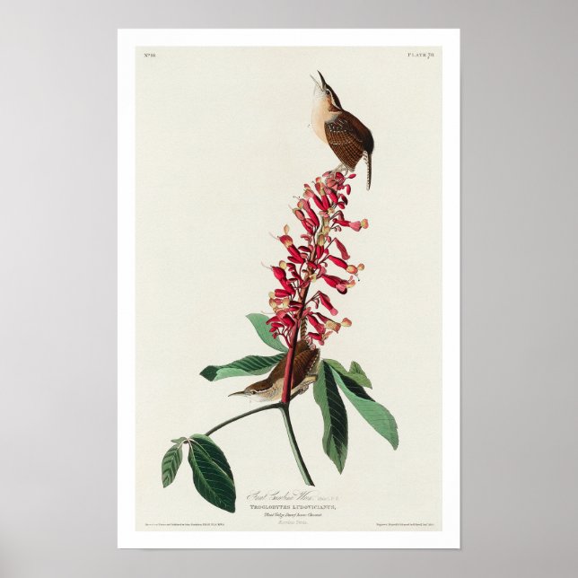 Underbar Carolina Wren by Audubon Poster (Framsidan)