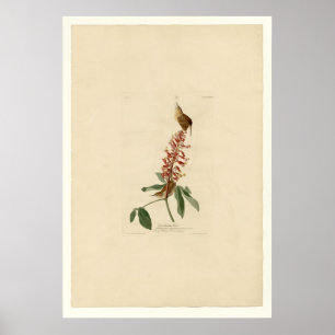 Underbar Carolina Wren Poster