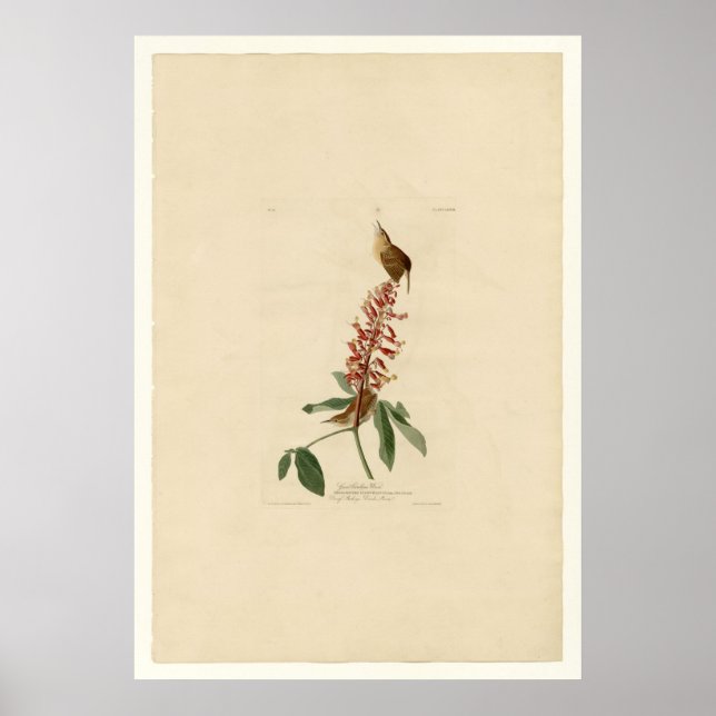 Underbar Carolina Wren Poster (Framsidan)