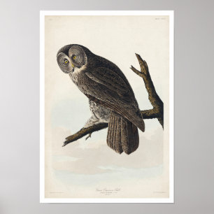 Underbar Cinereous Uggla by Audubon Poster
