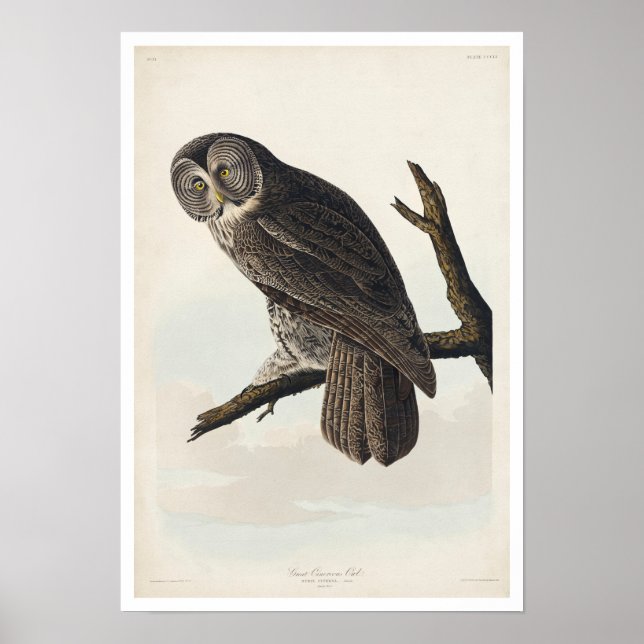 Underbar Cinereous Uggla by Audubon Poster (Framsidan)