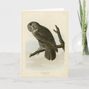 Underbar Cinereous Uggla från Audubon Birds of Ame Kort