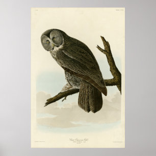 Underbar Cinereous Uggla från Audubon Birds of Ame Poster