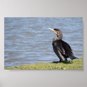 Underbar Cormorant Poster