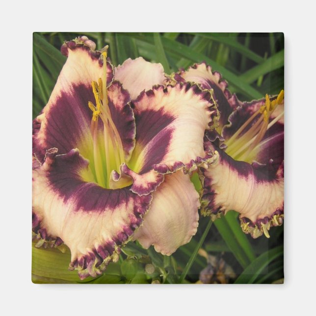 Underbar Daylily Magnet (Framsidan)