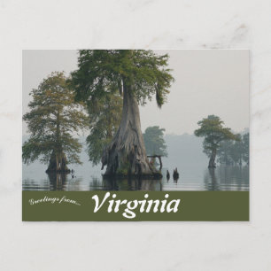 Underbar Dismal Swamp Virginia Vykort