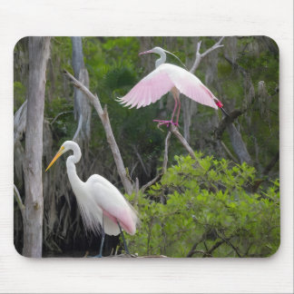 Underbar dominans över Roseate Spoonbill. Musmatta