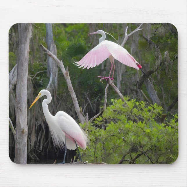 Underbar dominans över Roseate Spoonbill. Musmatta (Framsidan)