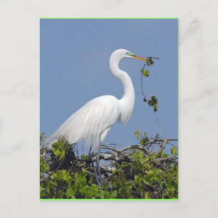 Underbar Egret, Florida-vykort Vykort