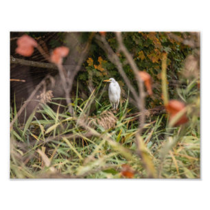 Underbar Egret Fototryck