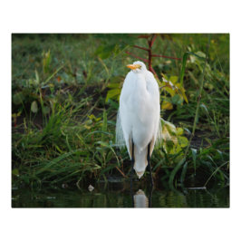 Underbar Egret Fototryck