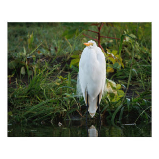 Underbar Egret Fototryck