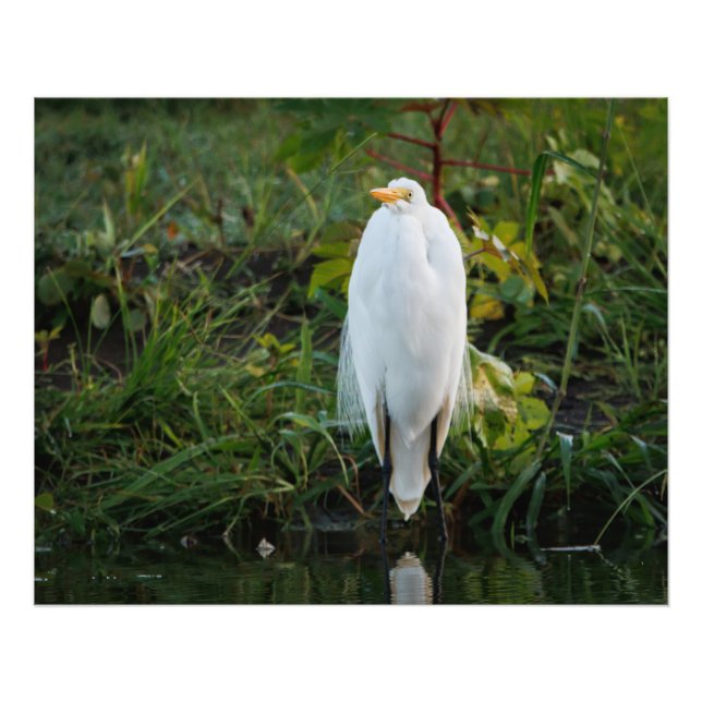 Underbar Egret Fototryck (Framsidan)