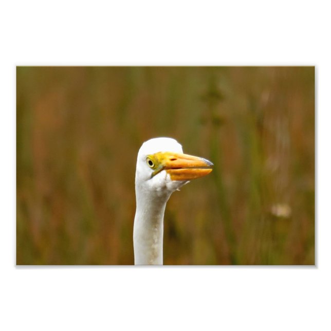 Underbar Egret Fototryck (Framsidan)