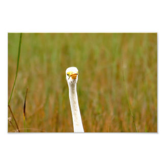Underbar Egret Fototryck