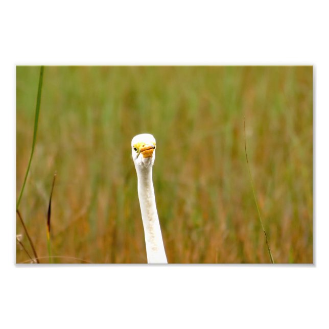 Underbar Egret Fototryck (Framsidan)