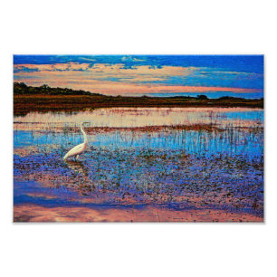 Underbar Egret Fototryck