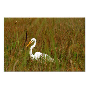 Underbar Egret Fototryck