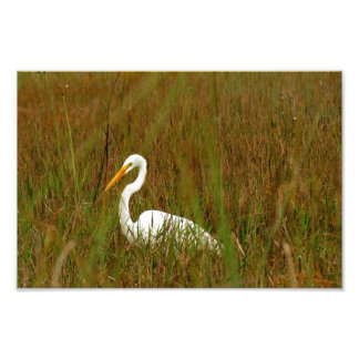 Underbar Egret Fototryck