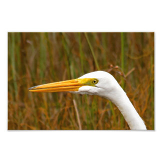 Underbar Egret Fototryck