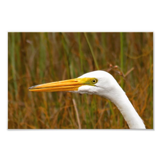 Underbar Egret Fototryck (Framsidan)
