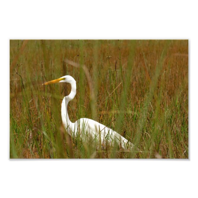 Underbar Egret Fototryck (Framsidan)
