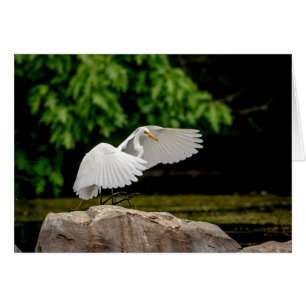 Underbar Egret Hälsningskort