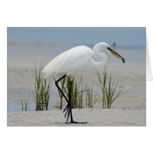 Underbar Egret Hälsningskort