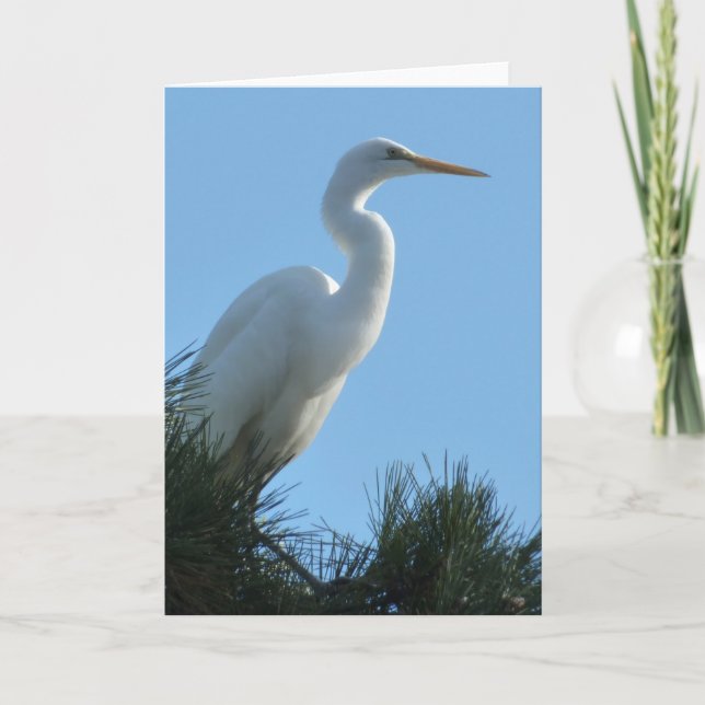 Underbar Egret i Sunny Florida Kort (Framsida)