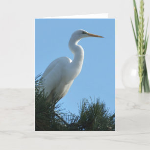 Underbar Egret i Sunny Florida Kort