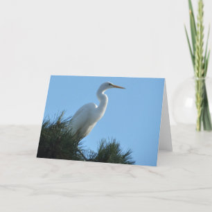 Underbar Egret i Sunny Florida Kort