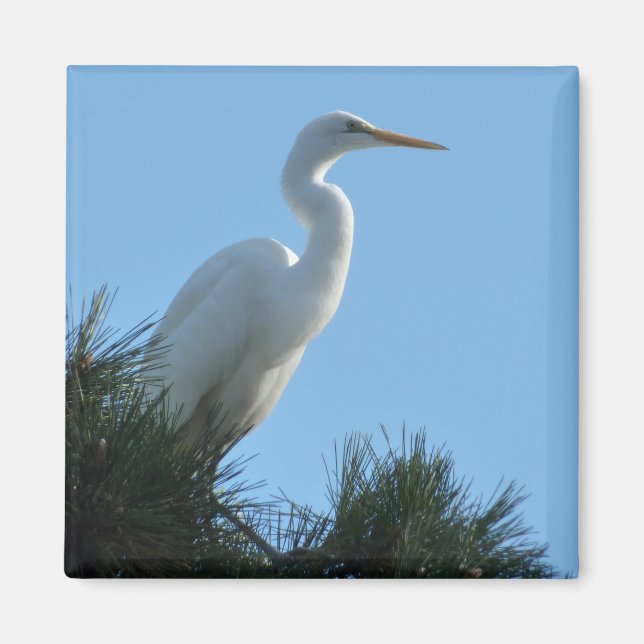 Underbar Egret i Sunny Florida Magnet (Framsidan)
