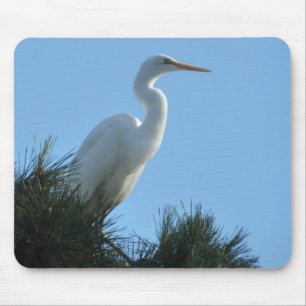 Underbar Egret i Sunny Florida Musmatta