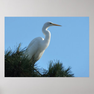 Underbar Egret i Sunny Florida Poster
