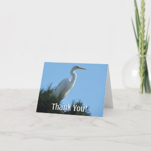 Underbar Egret i Sunny Florida Tack Kort
