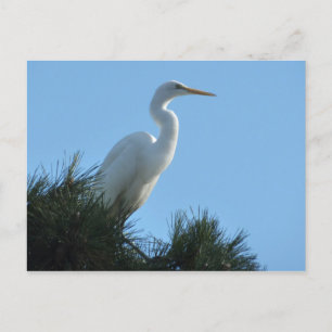 Underbar Egret i Sunny Florida Vykort