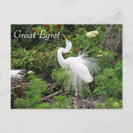 Underbar Egret - Learning Postcard - Florida Vykort