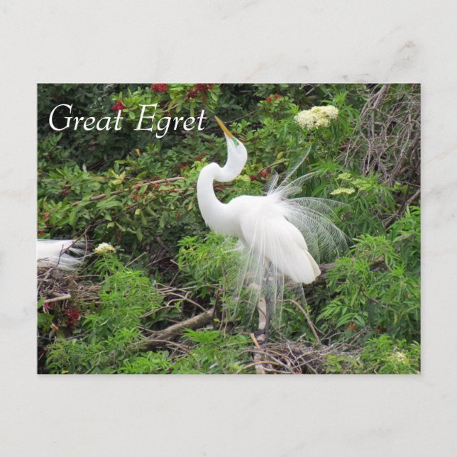 Underbar Egret - Learning Postcard - Florida Vykort (Framsida)