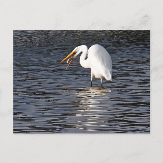 Underbar Egret Lunch Vykort (Framsida)