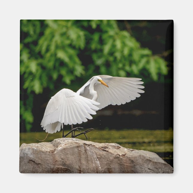 Underbar Egret Magnet (Framsidan)