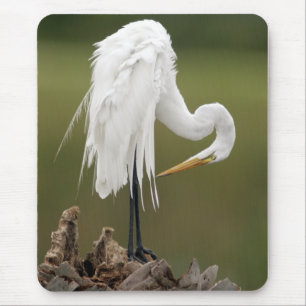 Underbar Egret Musmatta