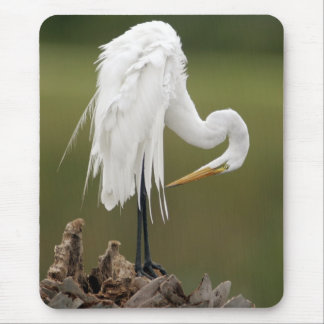 Underbar Egret Musmatta