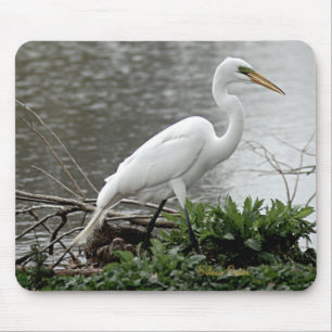 Underbar Egret Musmatta