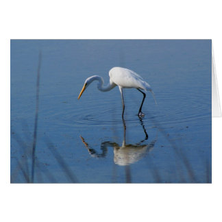 Underbar Egret OBS Kort